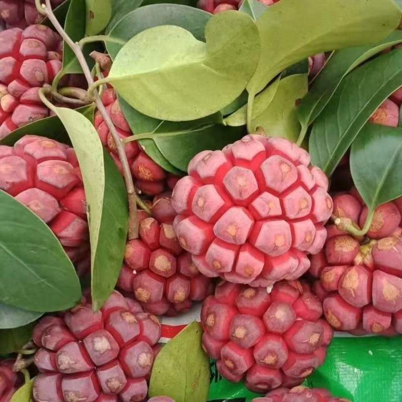 【现货一件代发】黑老虎布福娜冷饭团新鲜当季水果绿皮黑老虎
