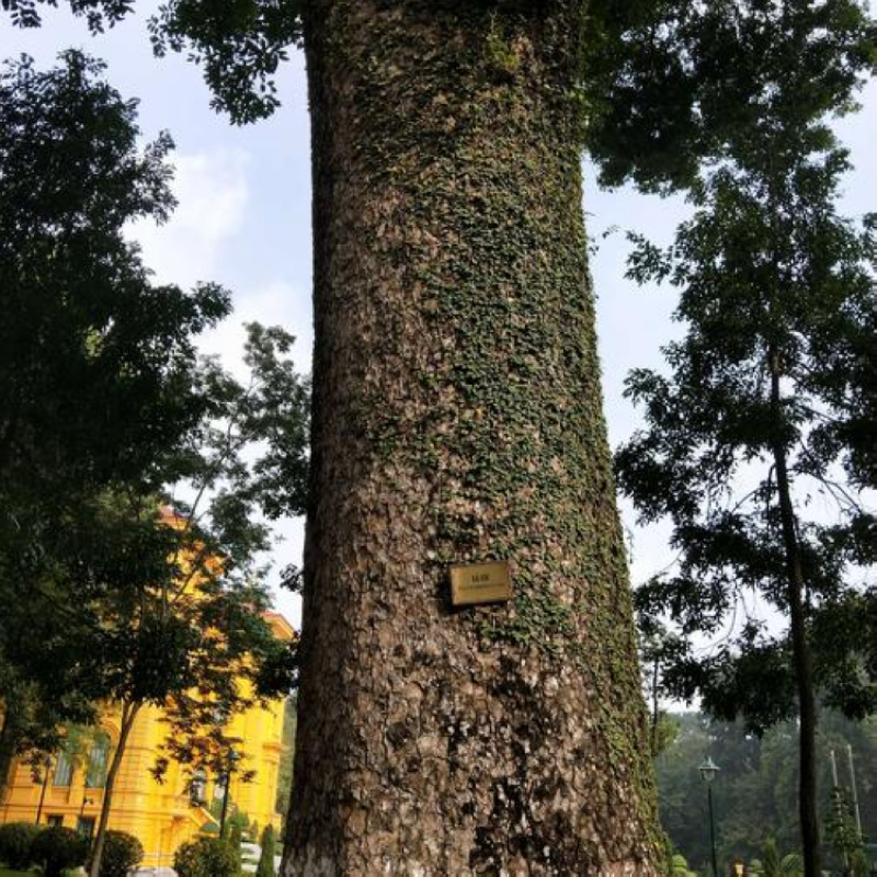 海南黄花梨种子正宗名贵珍贵树种降香木上等庭院传世红木家