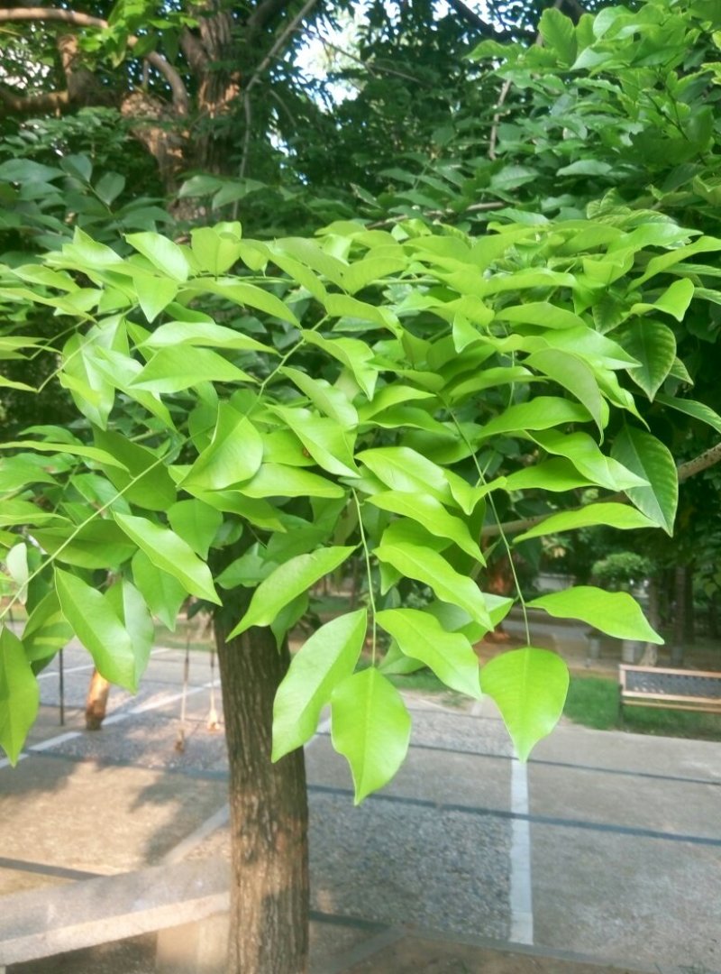 海南黄花梨种子正宗名贵珍贵树种降香木上等庭院传世红木家