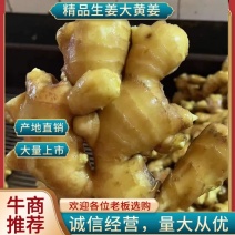 大黄姜生姜产地直供（商超直供）超市加工可常年供应
