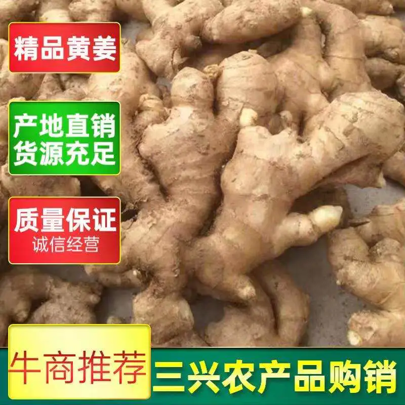 【精品】25年鲜大黄姜产地大降价【电商货直供/一手货源】