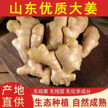 【精品】25年鲜大黄姜产地大降价【电商货直供/一手货源】