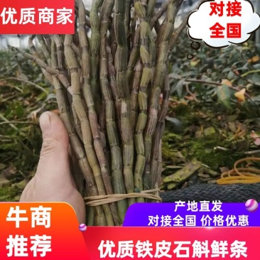 铁皮石斛鲜条云南产地直销货源稳定可实地考察批发