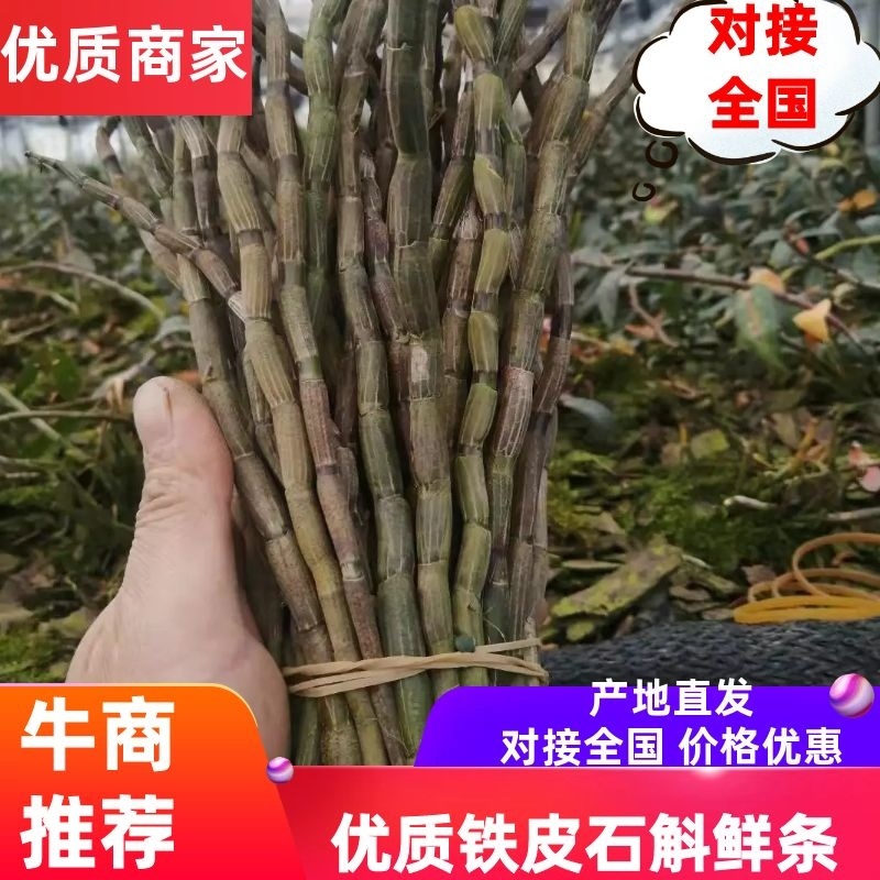 铁皮石斛鲜条云南产地直销货源稳定可实地考察批发