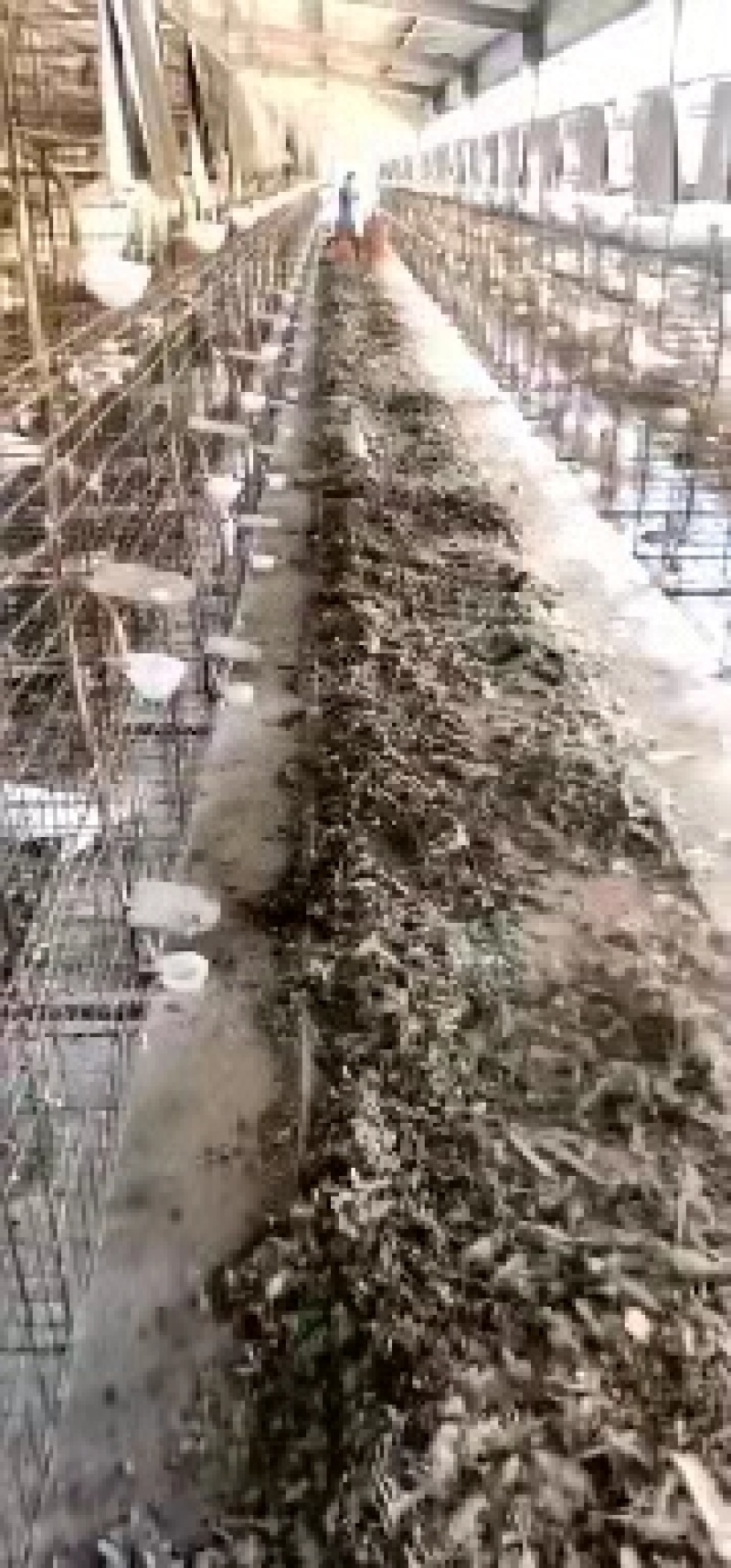 鸽子粪有机肥料，大型养殖基地直供，包装车，欢迎考察！