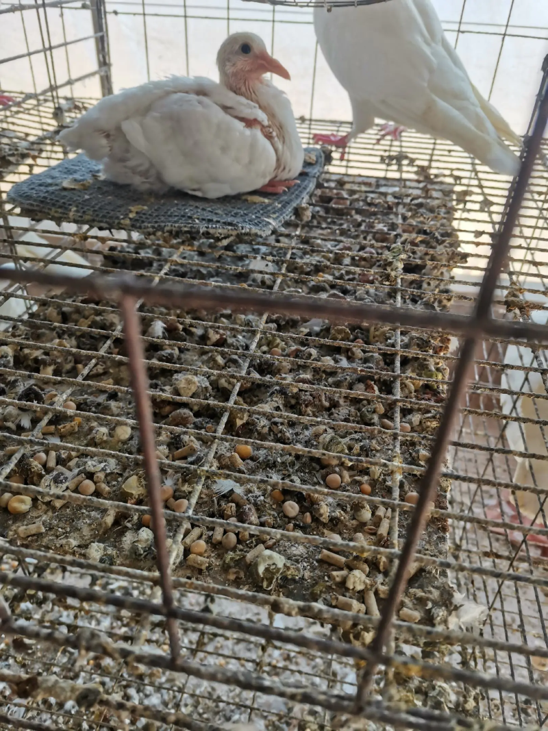 鸽子粪有机肥料，大型养殖基地直供，包装车，欢迎考察！
