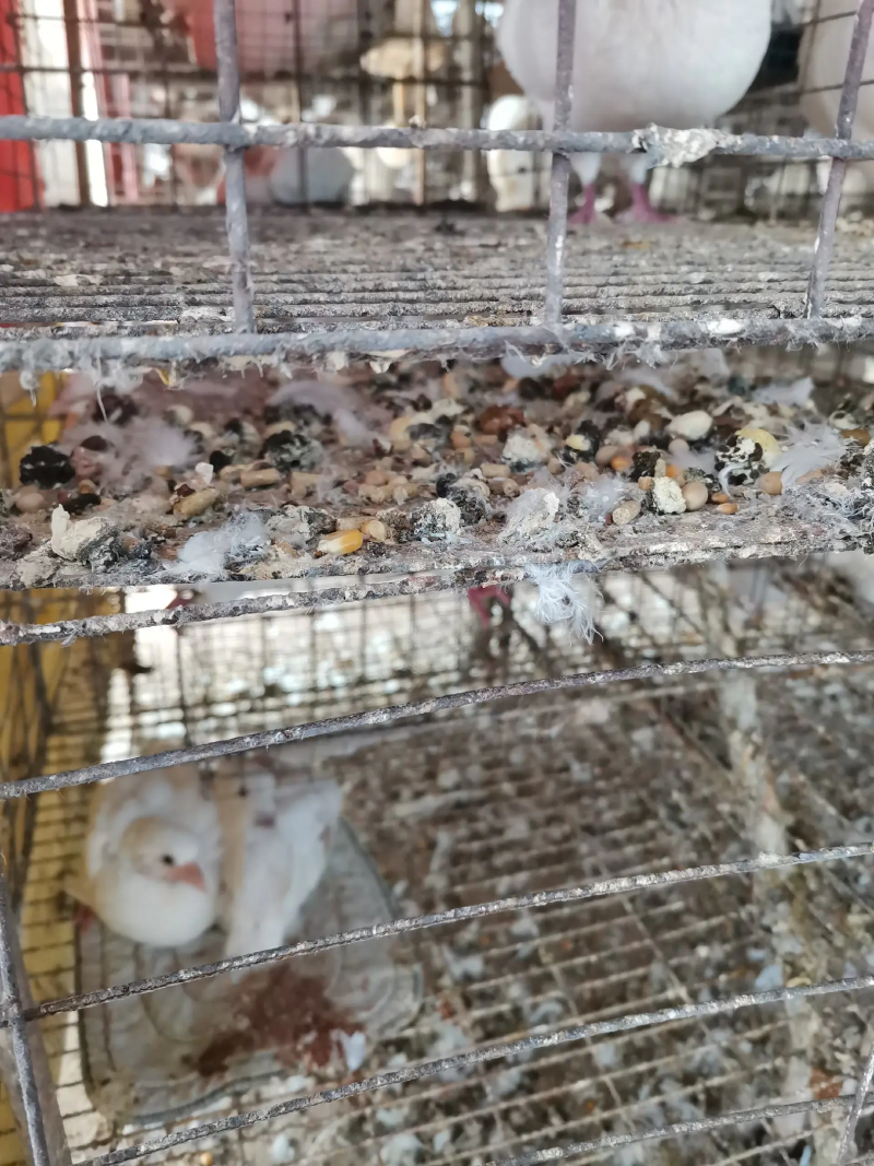 鸽子粪有机肥料，大型养殖基地直供，包装车，欢迎考察！