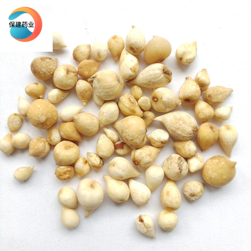 光慈菇光山慈菇山慈菇冰球子正品货好价优产地云南