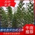 大叶女贞苗，大叶女贞树苗一年四季常青/乔灌木/