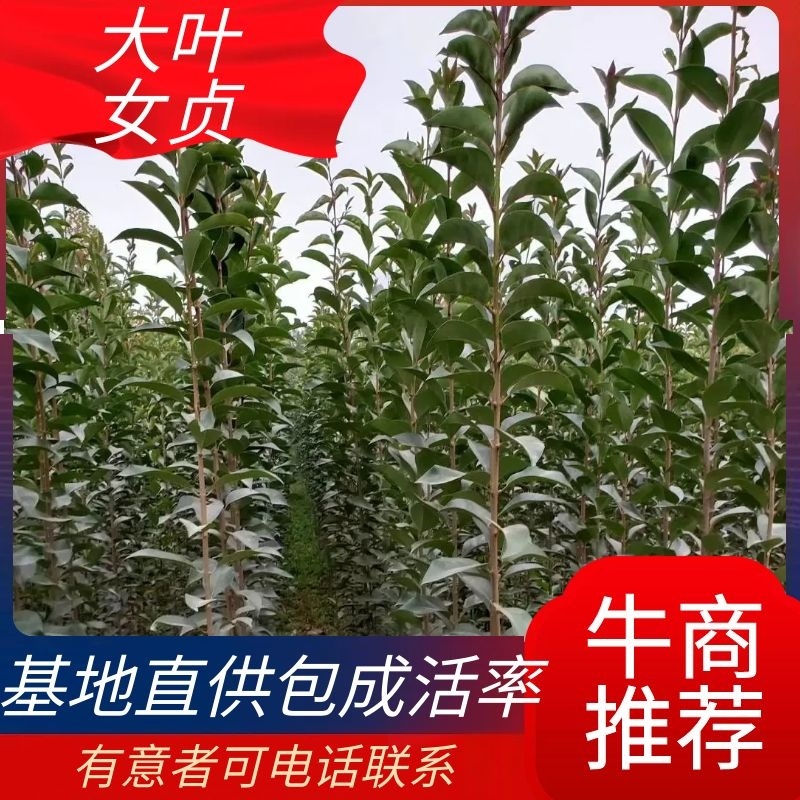 大叶女贞苗，大叶女贞树苗一年四季常青/乔灌木/