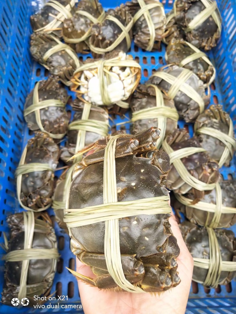 湖北洪湖大闸蟹河蟹批发30斤起批可混装餐馆供货