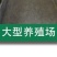 牛预混料小牛犊拉骨架育肥牛催肥增重长得快不过料厂家直销