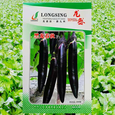紫茄种子龙盛黑龙春秋墨茄早熟高产抗病耐热湿低温弱光杂交茄