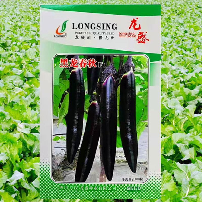 紫茄种子龙盛黑龙春秋墨茄早熟高产抗病耐热湿低温弱光杂交茄
