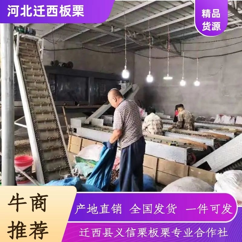 栗子河北栗子迁西板栗京东板栗量大从优精品货