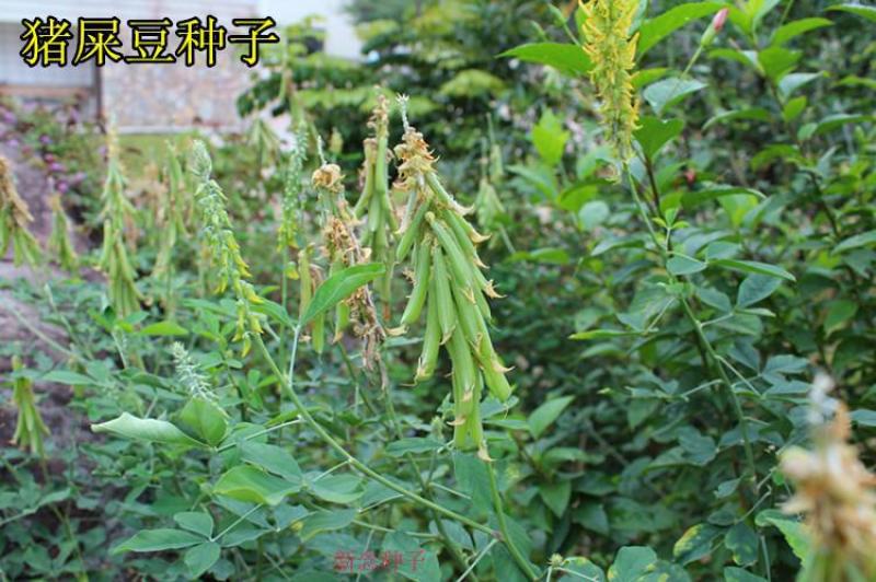 护坡灌木种子猪屎豆种籽护坡固土绿化复绿多年生耐旱耐寒耐热