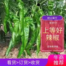 夏邑县大棚薄皮301鲜辣椒，10万亩，代收代发全国各地，