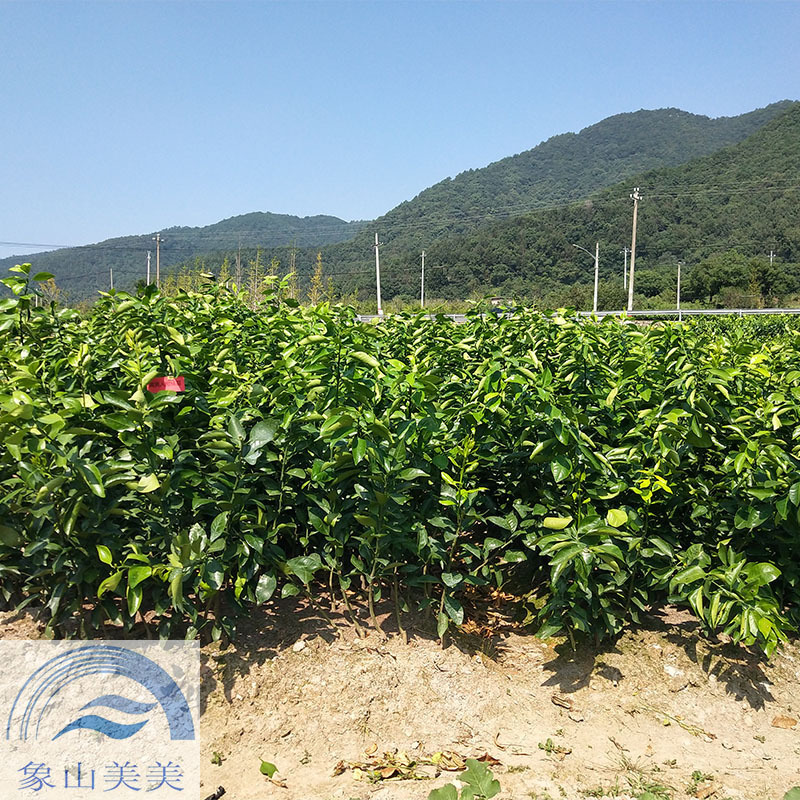 黄美人柑橘苗，象山新品种柑橘苗，爱媛68号，优质晚熟杂柑