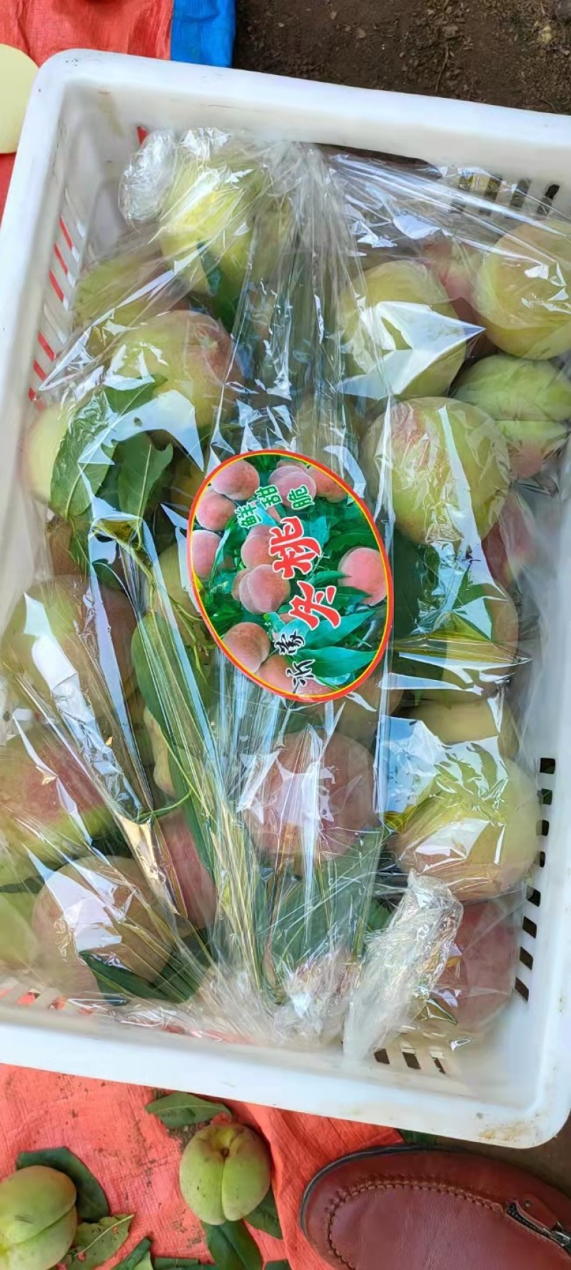 代办山东冬桃平邑牙变桃脆甜多汁量大上市中一手货源