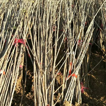 大樱桃树苗，自家种植，品种全，规格多价格优惠