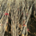 大樱桃树苗，自家种植，品种全，规格多价格优惠