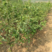 大樱桃树苗，自家种植，品种全，规格多价格优惠