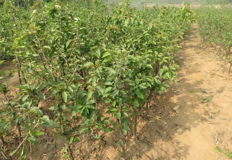 大樱桃树苗，自家种植，品种全，规格多价格优惠
