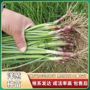 百亩自种基地直供黄皮紫皮优质洋葱种苗，20-30cm