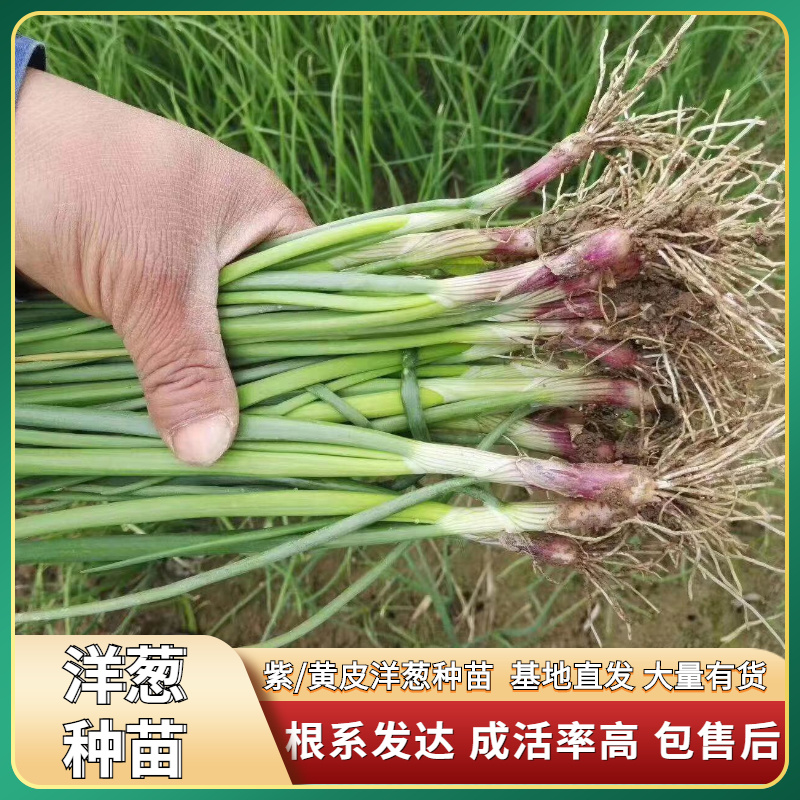 百亩自种基地直供黄皮紫皮优质洋葱种苗，20-30cm