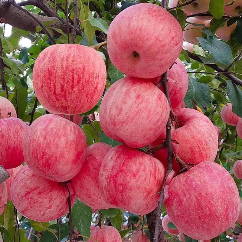 【苹果】山东红富士苹果产地直销皮薄多汁全国发货