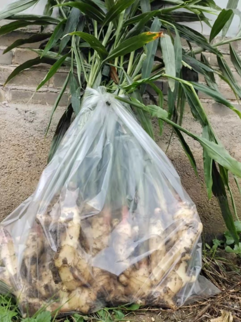 鲜姜生姜山东基地直供价格实惠自产自销有意者电话联系