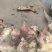 鲜姜生姜山东基地直供价格实惠自产自销有意者电话联系