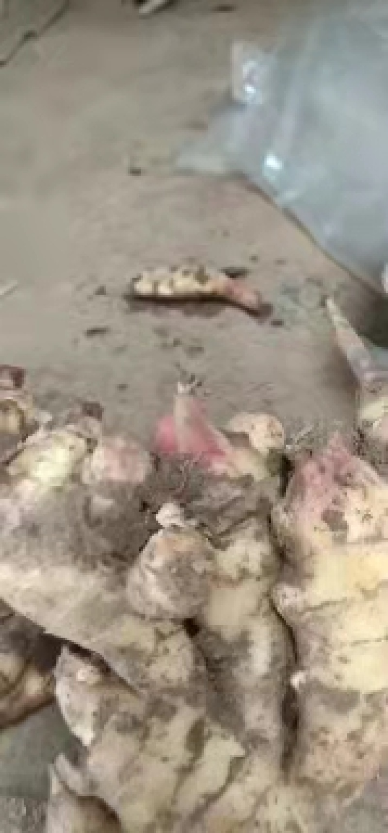 鲜姜生姜山东基地直供价格实惠自产自销有意者电话联系