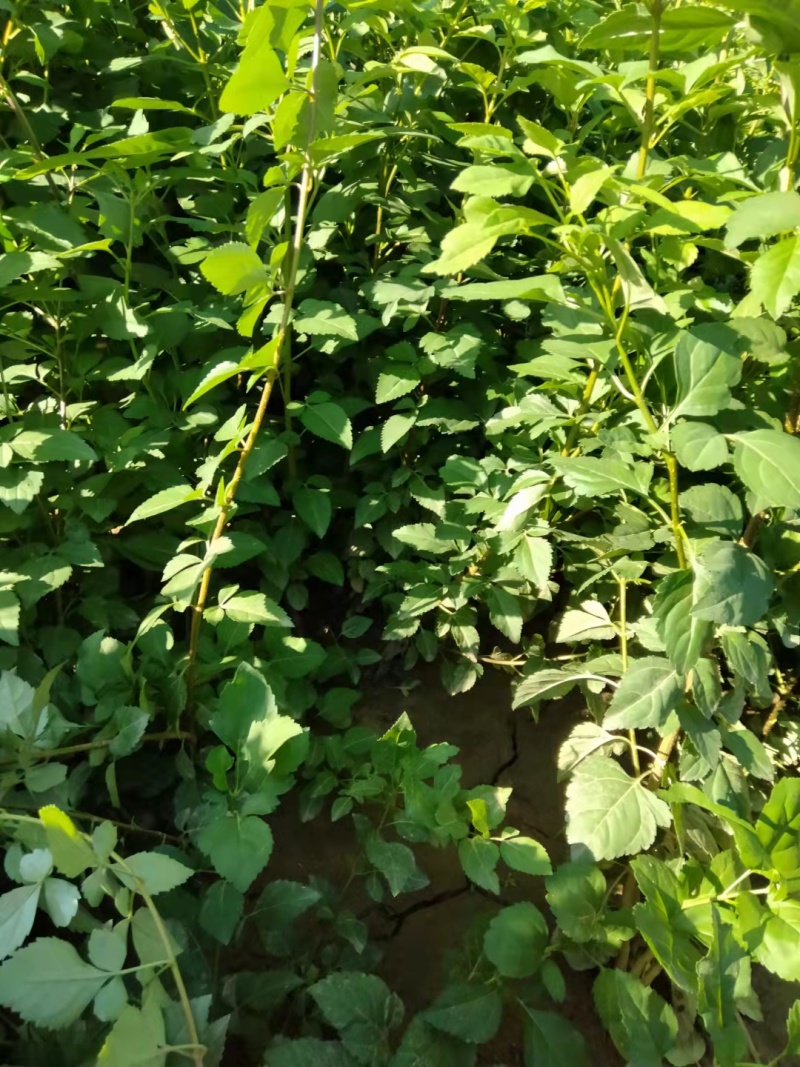 连翘苗大颗粒，山西药用连翘苗，自家种植，规格齐，欢迎订购