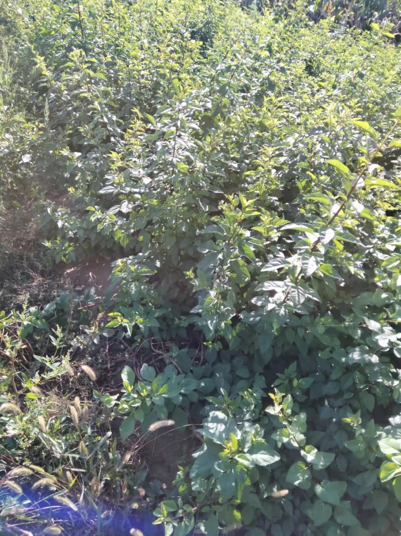 连翘苗大颗粒，山西药用连翘苗，自家种植，规格齐，欢迎订购
