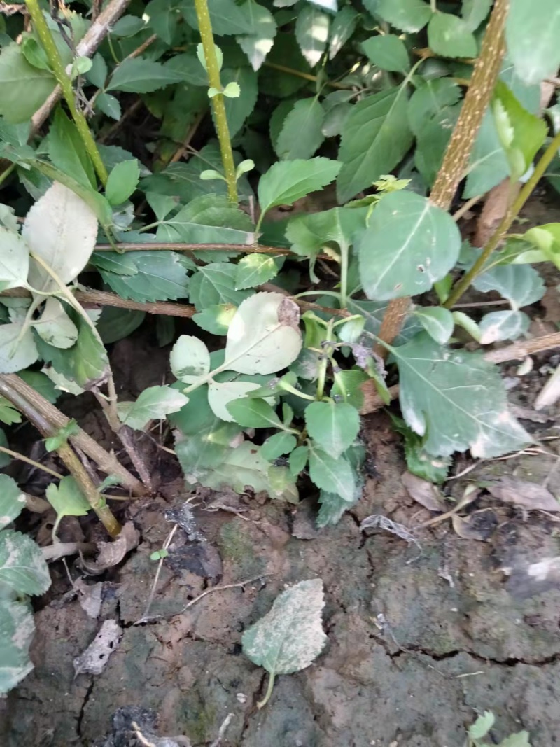 连翘苗大颗粒，山西药用连翘苗，自家种植，规格齐，欢迎订购