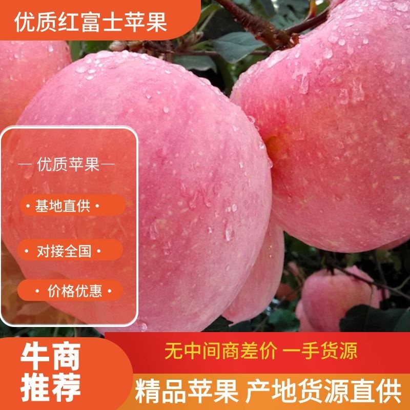 红富士苹果山西临猗膜袋冰糖心苹果供应电商商场社区团购