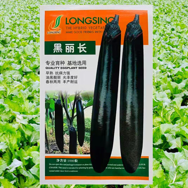 紫茄种子龙盛黑丽长茄早熟高产抗病耐热湿低温弱光杂交茄