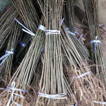梨树苗，嫁接专用苗，技术指导，品种齐全，现挖现发