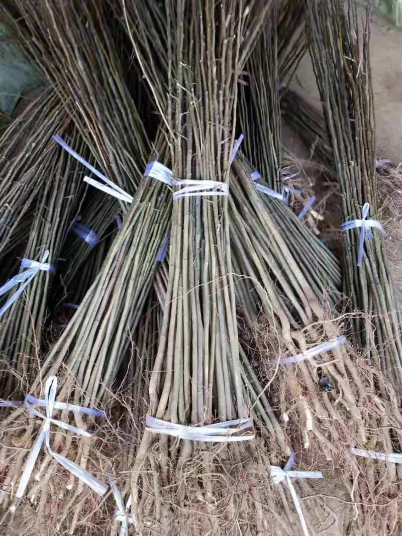 梨树苗，嫁接专用苗，技术指导，品种齐全，现挖现发