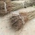 梨树苗，嫁接专用苗，技术指导，品种齐全，现挖现发