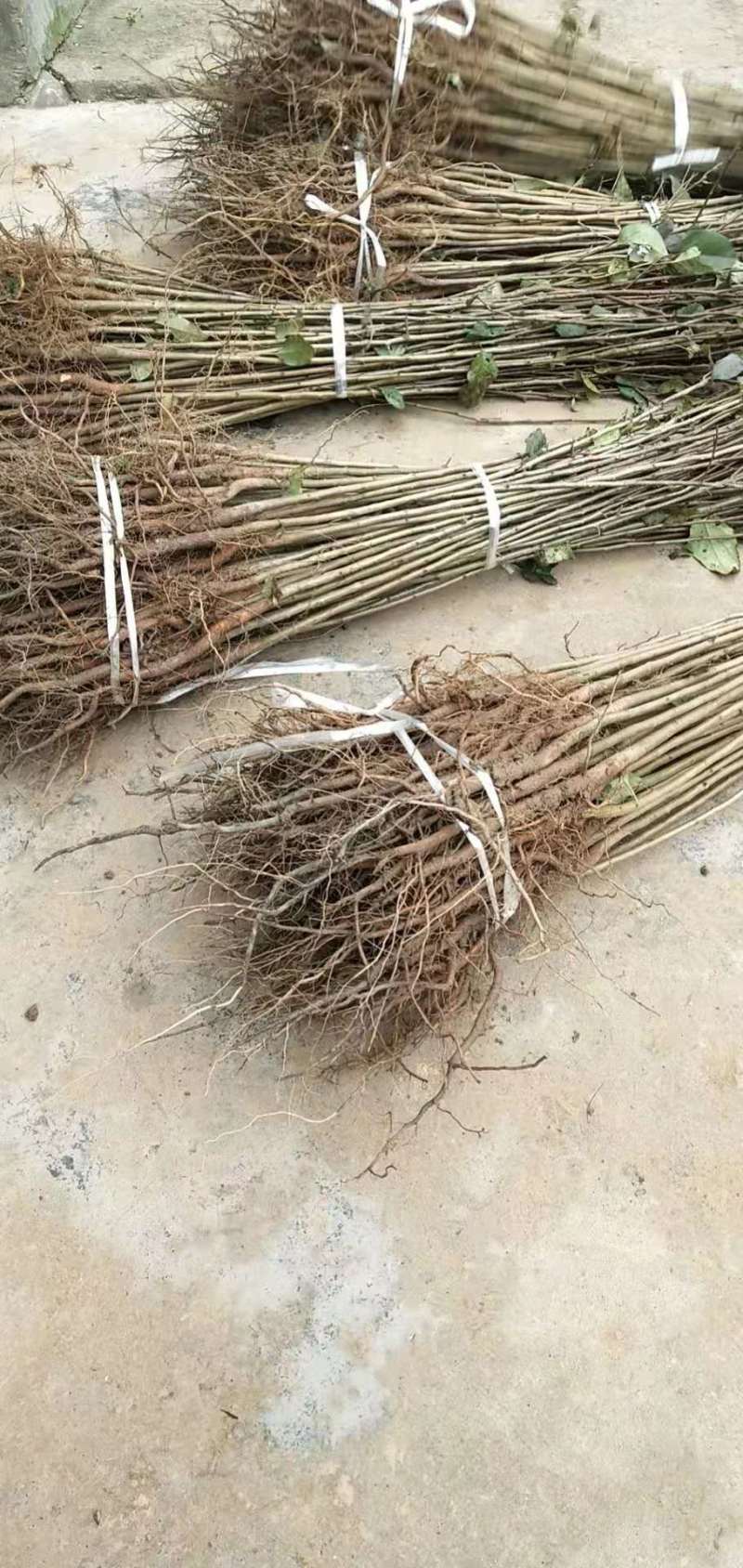 梨树苗，嫁接专用苗，技术指导，品种齐全，现挖现发