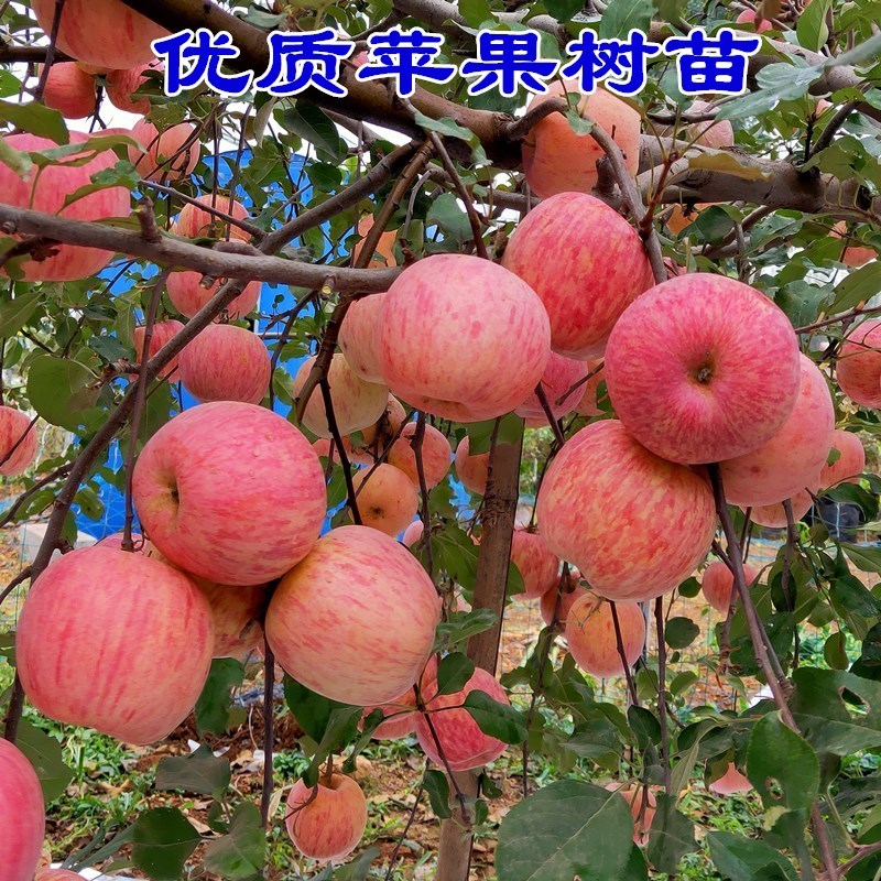 【推荐】烟富8号苹果苗现挖现发成活率高