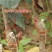 【推荐】烟富8号苹果苗现挖现发成活率高