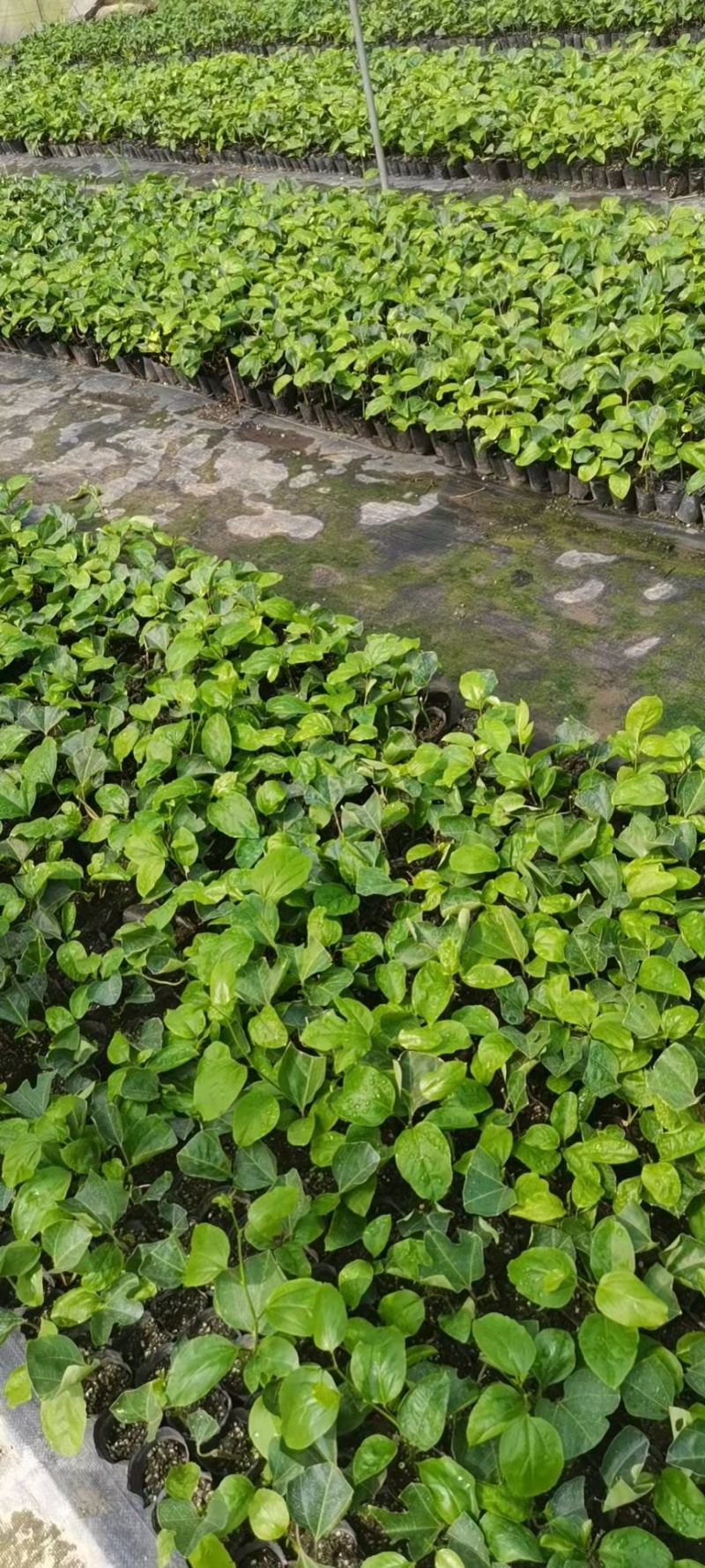 贵香蜜黄金果扦插、嫁接苗