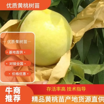 黄桃苗桃苗新品种桃苗桃树果树苗80cm以上