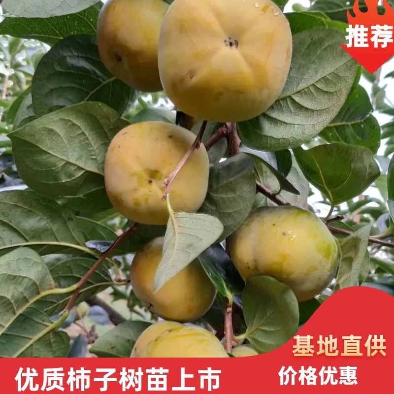 阳丰甜柿子树苗优质柿子苗价格优惠存活率高