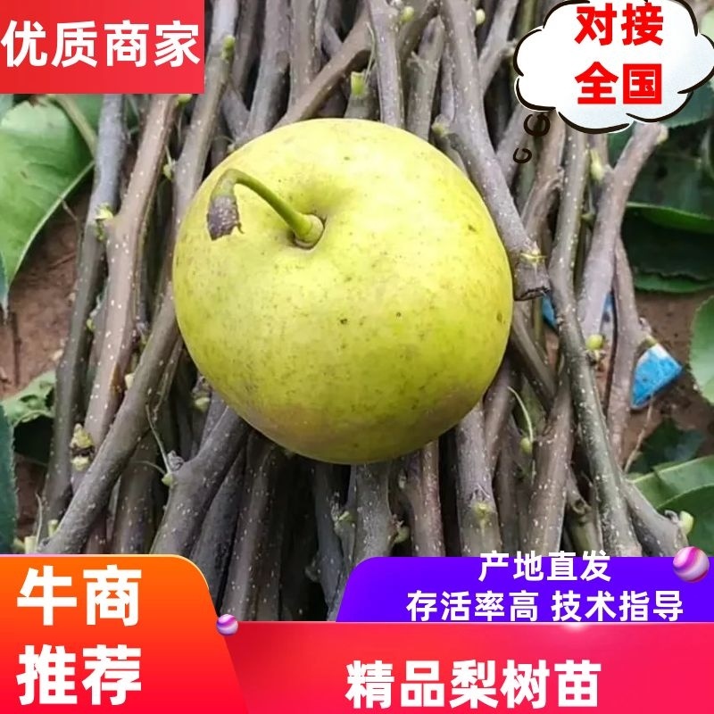河南批发梨树苗新品种梨树梨苗酥脆一号，秋月，圆黄