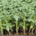 西红柿苗，山东大果番茄苗，耐低温抗病毒种植基地现挖现发