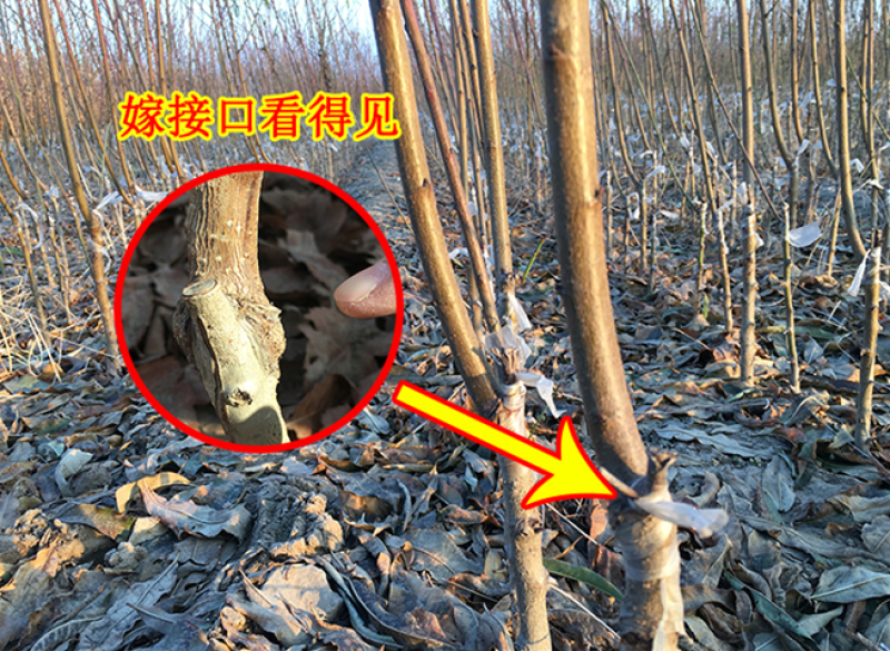 冬桃苗映霜红桃树苗基地现挖发货保证品种